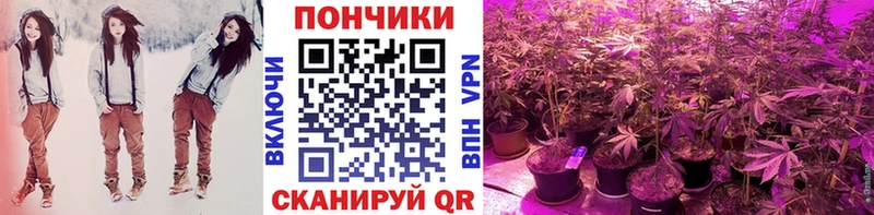 Канабис планчик  hydra ТОР  Муром  цена  